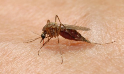 Γενναία επιχορήγηση του Δήμου από την Περιφέρεια για την καταπολέμηση των κουνουπιών