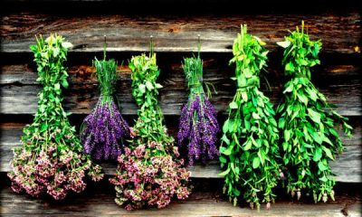 Φεστιβάλ γαι τις θεραπευτικές ιδιότητες Βοτάνων της Ρόδου