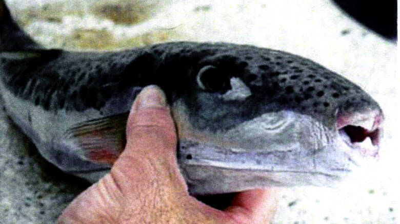 Προσπάθειες να μειωθούν οι λαγοκέφαλοι