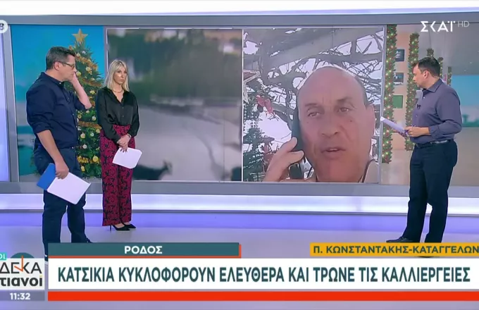 Γέμισε ο Αγιος Ισίδωρος με κατσίκια: Καταγγελία στον ΣΚΑΙ  