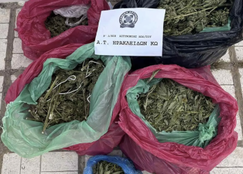 Εντοπίστηκαν στην Κω 78 δενδρύλλια κάνναβης σε αγρόκτημα Εντοπίστηκαν στην Κω 78 δενδρύλλια κάνναβης σε αγρόκτημα